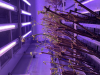 À Beaune, Vitis Optima veut sauver la vigne avec la science